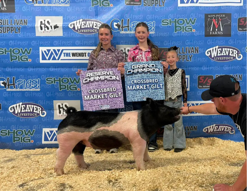CHAMPION LIGHT CROSS BREEDING GILT – 2026 Marion County Jackpot, OH