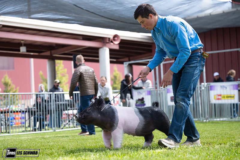 RESERVE SUPREME CHAMPION GILT – 2026 Pacific International Expo, OR