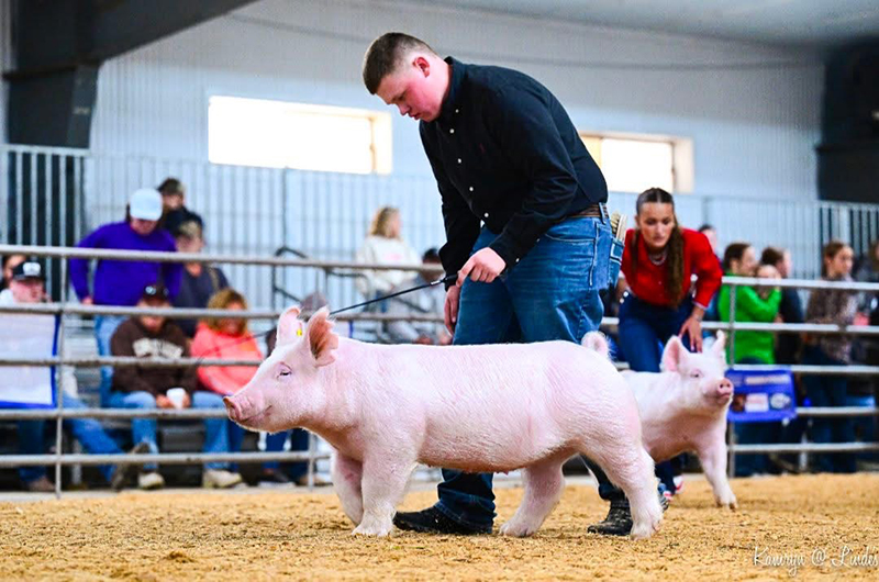 GRAND CHAMPION YORK GILT SUNDAY – 2026 Mario County Jackpot, OH