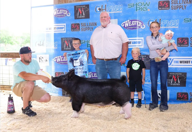 GRAND CHAMPION OVERALL BREEDING GILT,  SUNDAY – 2026 Miami County Jackpot, OH