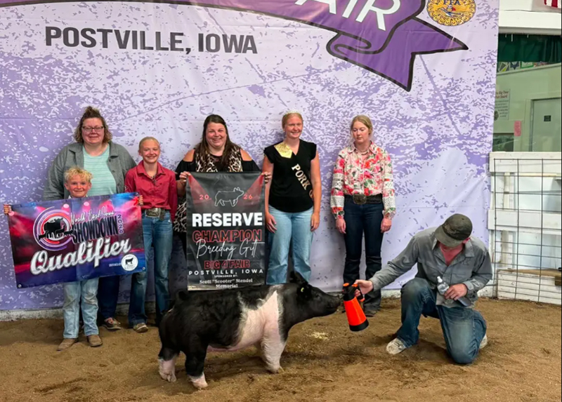 RESERVE GRAND CHAMPION BREEDING GILT – 2026 Big 4 Fair, IA