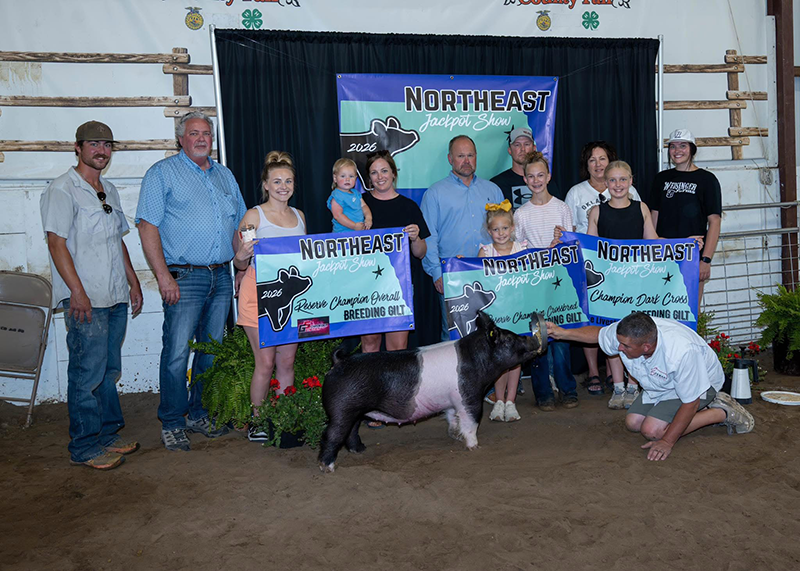 RESERVE CHAMPION BREEDING GILT – 2026 Northeast Jackpot Show