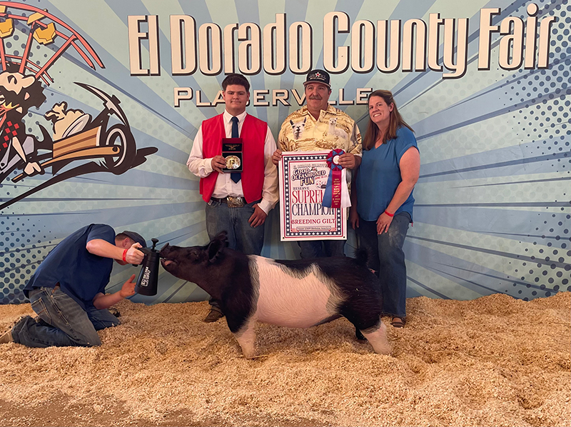 RESERVE GILT – 2026 El Dorado Co Fair