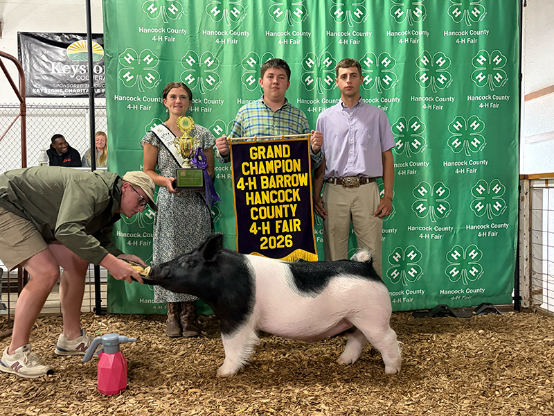GRAND CHAMPION BARROW – 2026 Hancock Co, IN