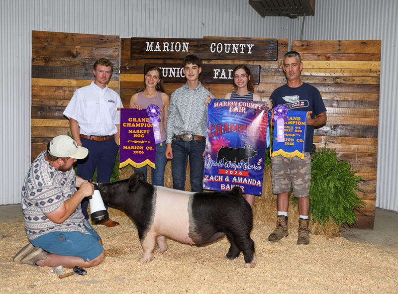 GRAND CHAMPION MARKET HOG – 2026 Marion Co, MI