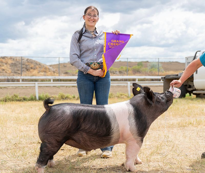 GRAND CHAMPION OVERALL MARKET HOG – 2026 Routt County, CO