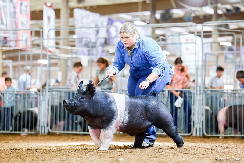 CLASS WINNING DARK CROSS BARROW OPEN SHOW – 2026 Ohio State Fair