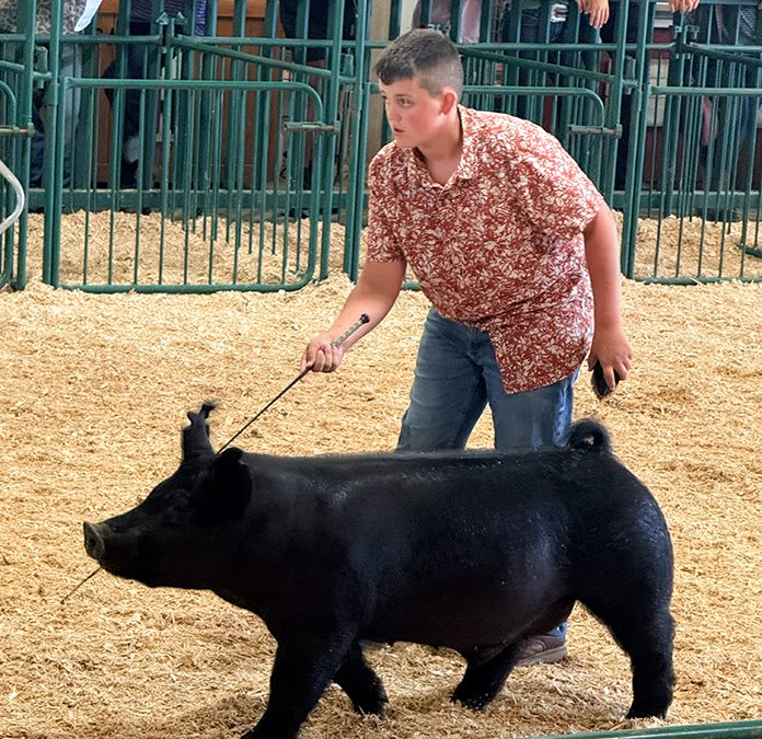 RESERVE GRAND CHAMPION HEAVYWEIGHT BARROW – 2026 Monroe County, MI