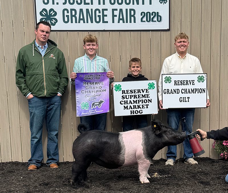 RESERVE CHAMPION OVERALL – 2026 St Joseph County, MI